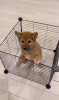 Photo №1. shiba inu - for sale in the city of Budapest | negotiated | Announcement № 42526