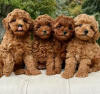 Photo №1. poodle (royal) - for sale in the city of Zürich | negotiated | Announcement № 117261