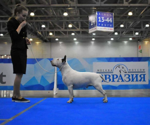 Photo №3. Puppies of standard bull terrier of monobreed kennel. Russian Federation