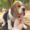 Photo №1. beagle - for sale in the city of Bonn | 500$ | Announcement № 119512