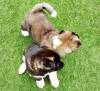 Photo №2 to announcement № 12834 for the sale of akita - buy in Belgium 