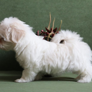 Photo №2 to announcement № 5736 for the sale of maltese dog - buy in Russian Federation breeder