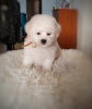 Photo №3. Bichon Frieze puppy for sale. Serbia