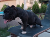 Photo №2 to announcement № 78253 for the sale of american bully - buy in Bulgaria breeder