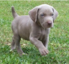 Photo №1. bracco italiano - for sale in the city of Helsinki | negotiated | Announcement № 97852