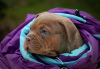 Photo №3. American bully puppies. Russian Federation
