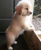 Photo №3. GOLDEN RETRIEVER PUPPY AVAILABLE. United States