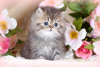 Photo №1. persian cat - for sale in the city of Москва | 158$ | Announcement № 99695