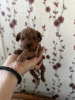 Photo №3. Miniature poodle puppies. Serbia