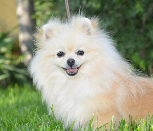 Photo №2 to announcement № 4408 for the sale of pomeranian - buy in Russian Federation from nursery, breeder