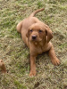 Photo №1. labrador retriever - for sale in the city of Houston | 700$ | Announcement № 108828