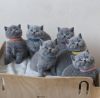 Photo №2 to announcement № 108588 for the sale of british shorthair - buy in Germany private announcement, from nursery, from the shelter, breeder