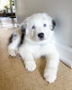 Photo №1. australian shepherd - for sale in the city of Франкфурт-на-Майне | 433$ | Announcement № 86612