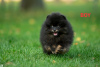 Photo №1. pomeranian - for sale in the city of Kharkov | 1057$ | Announcement № 67383
