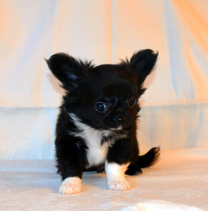 Photo №4. I will sell chihuahua in the city of Moscow. private announcement - price - Negotiated