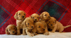 Photo №1. non-pedigree dogs - for sale in the city of Bamberg | Is free | Announcement № 117879