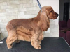 Photo №4. I will sell english cocker spaniel in the city of Kiev.  - price - 845$