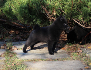 Photo №1. schipperke - for sale in the city of Minsk | 1000$ | Announcement № 4242
