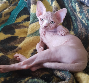 Photo №2 to announcement № 2934 for the sale of sphynx-katze - buy in Russian Federation from nursery