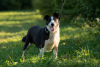 Photo №3. Wonder dog Kiki is looking for a home.. Russian Federation