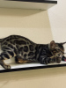Photo №1. bengal cat - for sale in the city of Nizhny Novgorod | negotiated | Announcement № 25133