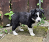 Photo №2 to announcement № 75797 for the sale of border collie - buy in Lithuania private announcement, breeder