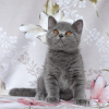 Photo №2 to announcement № 12128 for the sale of british shorthair - buy in Russian Federation from nursery