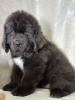 Photo №1. newfoundland dog - for sale in the city of Saratov | 911$ | Announcement № 90733
