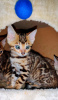 Photo №1. bengal cat - for sale in the city of Москва | negotiated | Announcement № 17898
