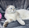 Photo №2 to announcement № 10476 for the sale of scottish fold - buy in Ukraine from nursery, breeder