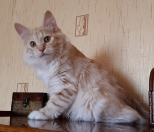 Photo №3. Kitten - Kuril bobtail cat. Russian Federation