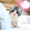 Photo №1. scottish fold - for sale in the city of Berlin | 317$ | Announcement № 110823