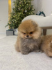 Photo №2 to announcement № 110359 for the sale of pomeranian - buy in Germany private announcement