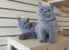 Photo №4. I will sell british shorthair in the city of Гамбург. from nursery, from the shelter, breeder - price - 211$