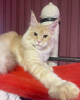 Photo №2 to announcement № 105182 for the sale of maine coon - buy in Germany private announcement