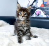 Photo №2 to announcement № 114861 for the sale of maine coon - buy in United States private announcement