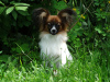 Photo №1. papillon dog - for sale in the city of Saratov | Is free | Announcement № 51180