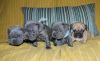 Photo №2 to announcement № 64744 for the sale of french bulldog - buy in Germany breeder