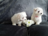 Photo №1. maltese dog - for sale in the city of Vantaa | Is free | Announcement № 96951