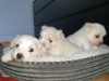 Photo №1. maltese dog - for sale in the city of Uppsala | Is free | Announcement № 98599