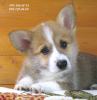 Photo №1. welsh corgi - for sale in the city of Dnipro | 1167$ | Announcement № 50782