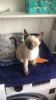 Photo №2 to announcement № 125397 for the sale of siamese cat - buy in Germany private announcement