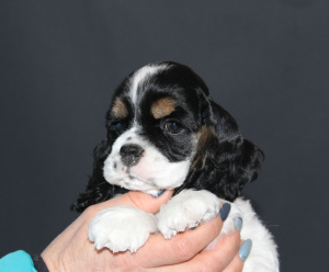 Photo №2 to announcement № 1253 for the sale of american cocker spaniel - buy in Russian Federation private announcement