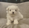 Photo №1. maltese dog - for sale in the city of Дрезден | Is free | Announcement № 123922