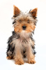 Photo №1. yorkshire terrier - for sale in the city of Tashkent | 400$ | Announcement № 43447