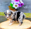 Photo №1. australian shepherd - for sale in the city of Sydney | Is free | Announcement № 123107