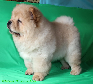 Photo №1. chow chow - for sale in the city of Baranovichi | negotiated | Announcement № 2217