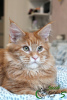 Photo №3. Maine Coon Boy Ready to Move. Russian Federation