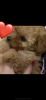 Photo №3. Cute mini poodle for sale. Georgia