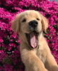 Photo №4. I will sell golden retriever in the city of Hof. private announcement - price - 423$